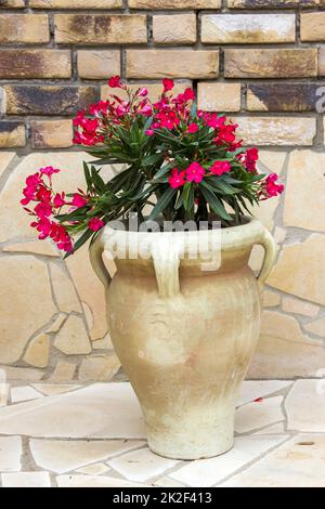 oleander flowers in a clay amphora Stock Photo