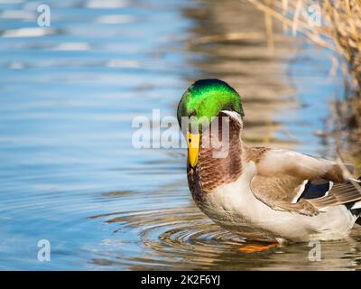 cute male mallard duck cleaning himself on pure lake of bled with reflection in water, bled, slovenia Stock Photo