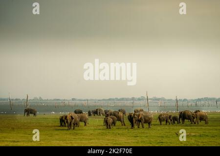 Grassland elephant (Sri Lanka Minnia National Park) Stock Photo