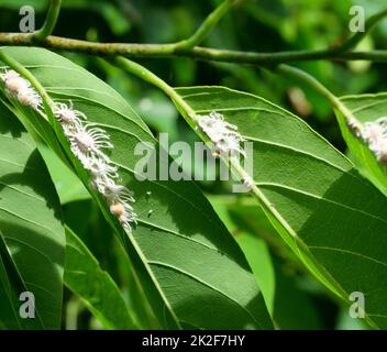 Group of Long-tailed mealybug or Pseudococcus longispinus  on green leaf tree plant Stock Photo