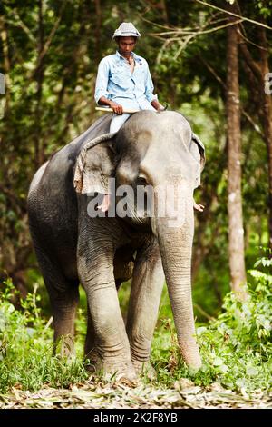 Thai elephant keeper riding domesticated elephant. An elephant keeper riding a young Asian elephant in the forest. Stock Photo