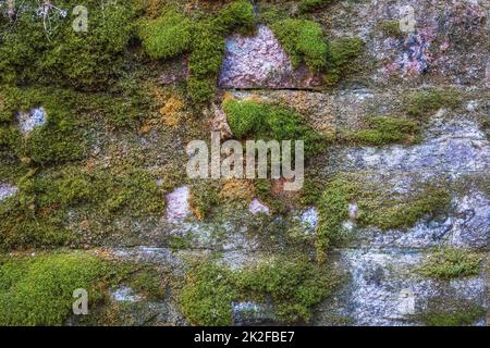 Old stone wall covered with green moss and lichens Stock Photo