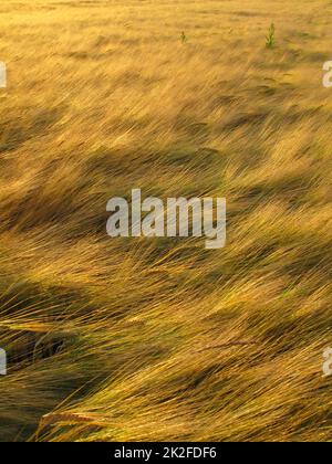 Natures ripe harvest - Wheat. wheat crops blowing in the breeze. Stock Photo