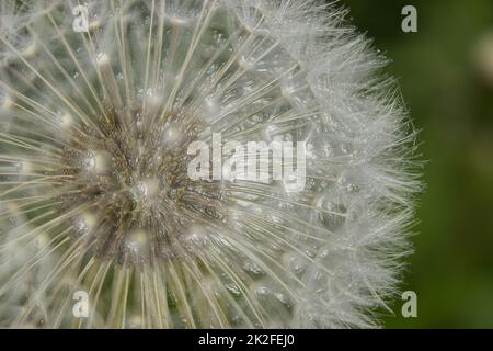 Blooming dandelion Stock Photo