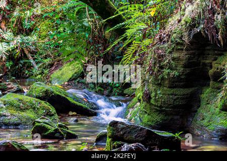 Small stream running through the mossy rocks inside the rainforest Stock Photo