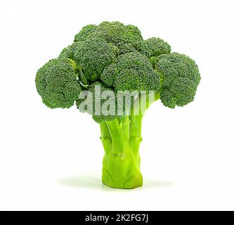 Broccoli isolated on white background,Closeup Stock Photo