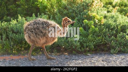 Ostrich chick on the go. A baby ostrich chick walking down the road. Stock Photo