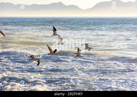 Seagull flying at dawn over the ocean surface Stock Photo