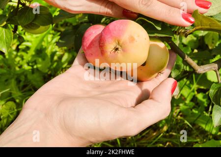 Beautiful women's hands with red manicure pluck ripe apples from a branch on a sunny summer day, harvesting organic fruits Stock Photo