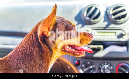 Very happy and cheerful russian toy terrier dog Tulum Mexico. Stock Photo