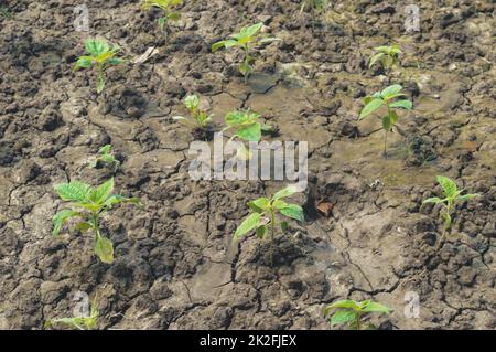 Agriculture. Growing plants. Plant seedling. young baby plants growing in germination sequence on fertile soil background Stock Photo
