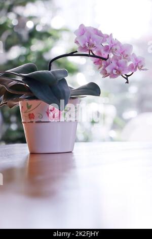 lila blÃ¼hende Orchidee in einem Blumentopf Stock Photo
