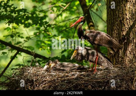 Family of black stork nesting on tree in summer nature Stock Photo