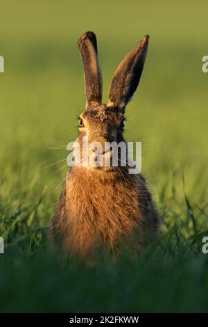 Brown hare looking to the camera on grass from front Stock Photo