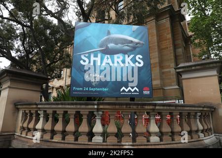 Sydney, Australia. 23rd September 2022. Sharks, a new blockbuster exhibition opening on 24 September 2022, is set to take centre stage at the Australian Museum (AM) this summer. Highlighting the very latest science and with deep cultural overlays, Sharks invites visitors to explore the diversity of these ancient fish. Credit: Richard Milnes/Alamy Live News Stock Photo