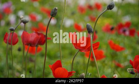 Anemone coronaria , beautiful red spring wild-growing flowers blooms in spring Stock Photo