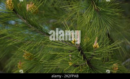 Detail of a pine tree branch with young pine cones . Stock Photo