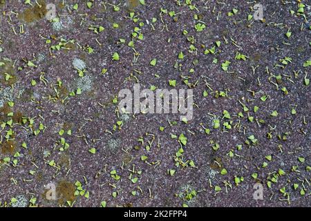 Detailed view on asphalt surfaces of different streets and roads with cracks Stock Photo
