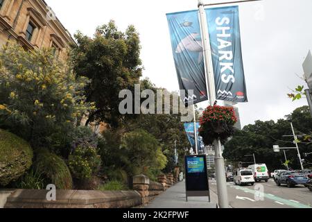 Sydney, Australia. 23rd September 2022. Sharks, a new blockbuster exhibition opening on 24 September 2022, is set to take centre stage at the Australian Museum (AM) this summer. Highlighting the very latest science and with deep cultural overlays, Sharks invites visitors to explore the diversity of these ancient fish. Credit: Richard Milnes/Alamy Live News Stock Photo