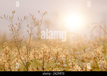 wild Grass flower ,close up soft focus a little wild flowers grass in sunrise and sunset background warm vintage tone. Stock Photo