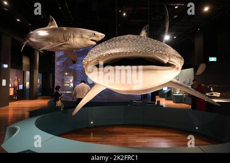 Sydney, Australia. 23rd September 2022. Sharks, a new blockbuster exhibition opening on 24 September 2022, is set to take centre stage at the Australian Museum (AM) this summer. Highlighting the very latest science and with deep cultural overlays, Sharks invites visitors to explore the diversity of these ancient fish. Pictured: whale shark (Rhincodon typus). Credit: Richard Milnes/Alamy Live News Stock Photo