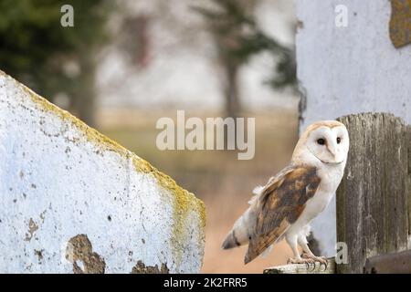 Barn owl posing on the old fence Stock Photo