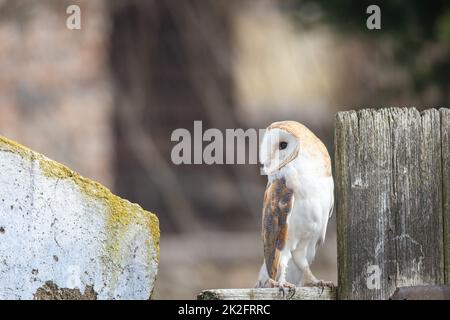 Barn owl posing on the fence Stock Photo