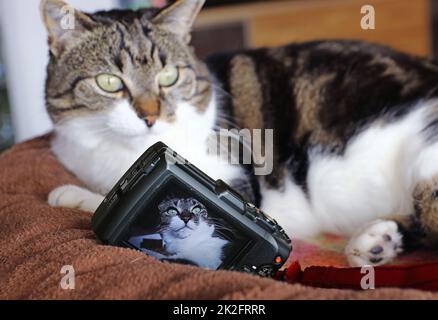 A camera takes a picture of a cat in its sleeping bed Stock Photo