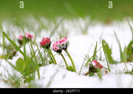 Snowfall in spring. Daisy in the meadow under cold snow Stock Photo