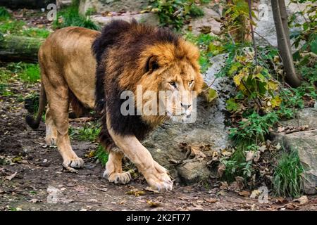 Lion in jungle forest in nature Stock Photo