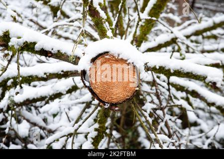 Chopped tree by a ranger, lumber industry, environmental discussion, renewable energy, forest scene, stormy weather in the woodland Stock Photo