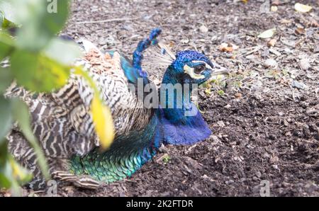 A close-up view of a peacock from the profile Stock Photo