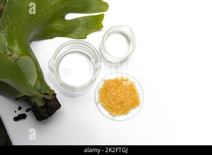 Organic Candelilla Wax in Chemical Watch Glass and broadleaf lady palm leaf  on wooden background. (Top View Stock Photo - Alamy