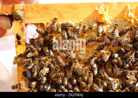 some busy honey bees on a beeswax Stock Photo