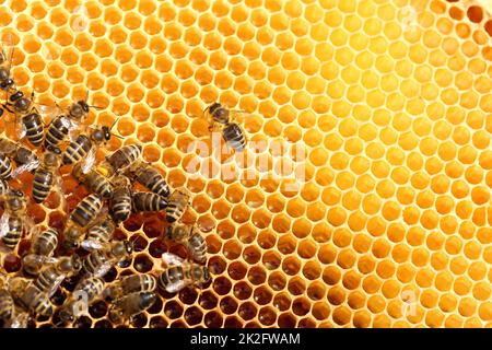 many busy bees on a  yellow bee hive Stock Photo