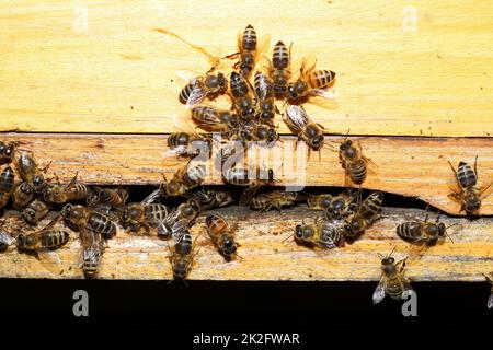 busy bees on a yellow bee hive Stock Photo