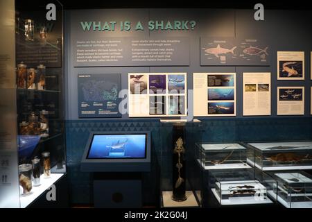Sydney, Australia. 23rd September 2022. Sharks, a new blockbuster exhibition opening on 24 September 2022, is set to take centre stage at the Australian Museum (AM) this summer. Highlighting the very latest science and with deep cultural overlays, Sharks invites visitors to explore the diversity of these ancient fish. Credit: Richard Milnes/Alamy Live News Stock Photo