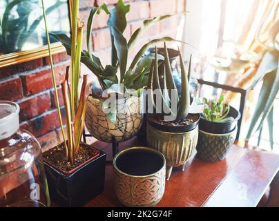 Theres always room for pot plants in a home. Still life shot of a beautiful set of pot plants on a wooden table indoors. Stock Photo
