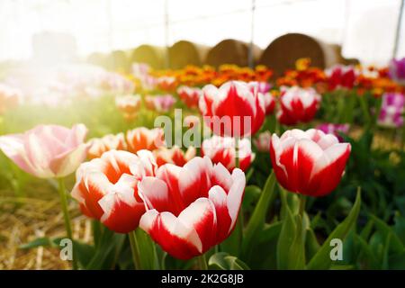 Colorful tulips grow and bloom in fields on spring time Stock Photo