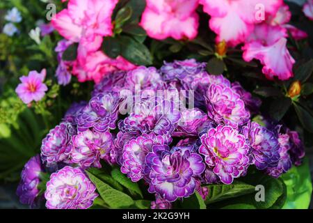 blossoming primrose in the garden Stock Photo