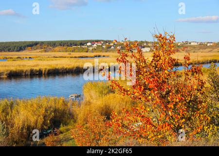 Beautiful view of river with reeds on sunny autumn day Stock Photo