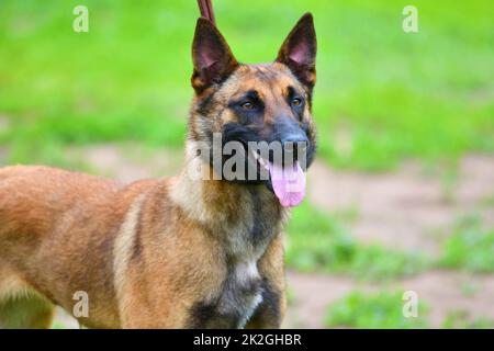 Dog Breed Belgian Shepherd Malinois (shorthair Stock Photo - Alamy