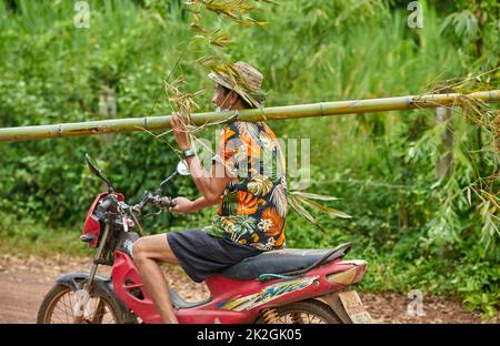 A farmer in a colourful shirt carries a bamboo tree trunk on his shoulder, while riding a motorcycle, taken at Sakon Nakhon, Thailand Stock Photo