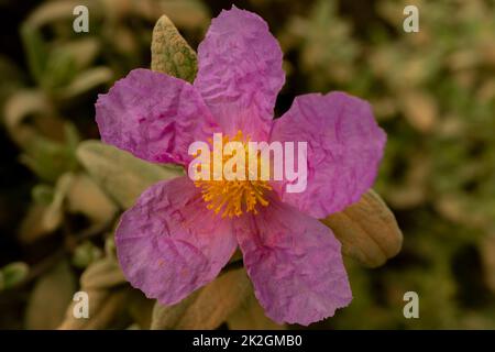 defocused close-up of Pink Evening Primrose flower Stock Photo