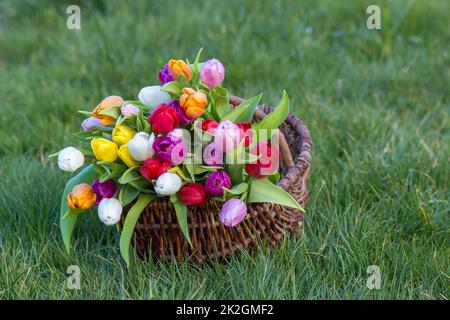 Colorful fresh tulips in wicker basket in the garden Stock Photo