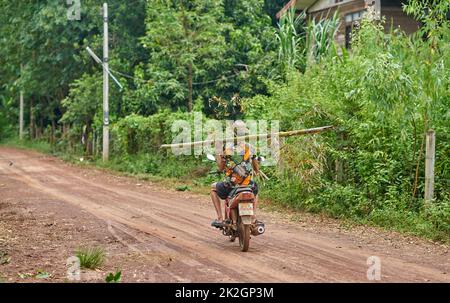 A farmer in a colourful shirt carries a bamboo tree trunk on his shoulder, while riding a motorcycle, taken at Sakon Nakhon, Thailand Stock Photo
