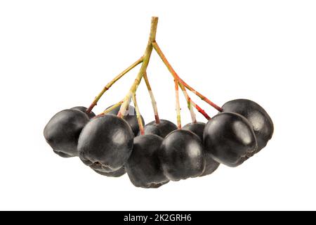 Aronia (Chokeberry) berries and stem, isolated on white background. Stock Photo