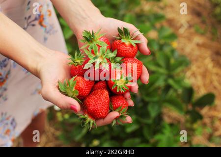 Detail on young woman hands holding freshly picked red ripe strawberries, self picking farm in background. Stock Photo
