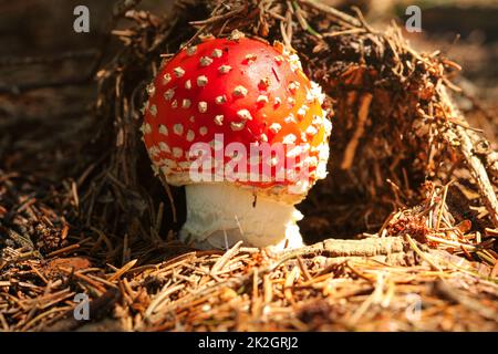 Small red fly agaric mushroom Amanita muscaria growing in forest on dry fir lit by sun. Stock Photo