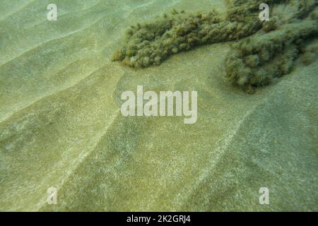 Underwater photo - fine sand sea bottom, with algae covered rocks in background. Abstract marine background. Stock Photo